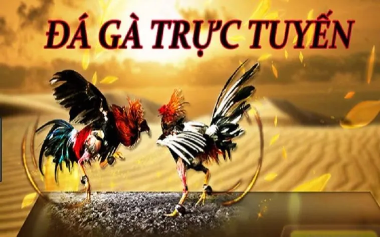Cách Chơi Đá Gà 3D Tại ABC8: Bí Quyết Thắng Lớn Cho Cược Thủ